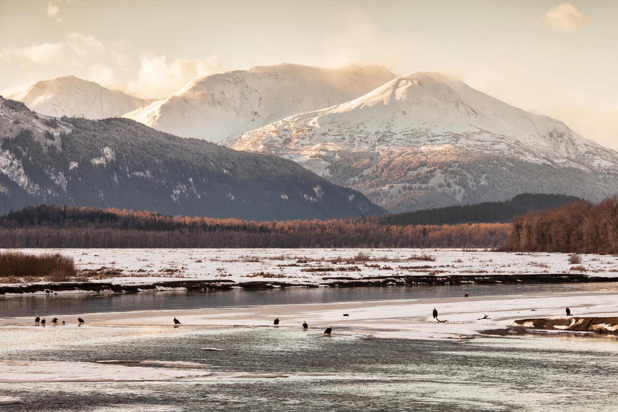 Chilkat Bald Eagle Preserve, Alaska | Travel Alaska